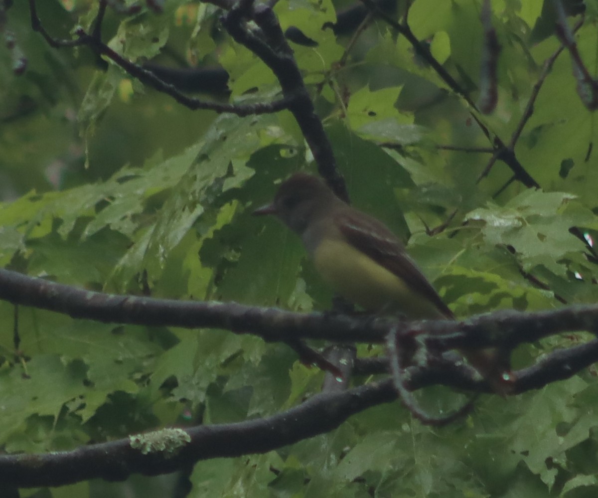 Great Crested Flycatcher - ML619125138