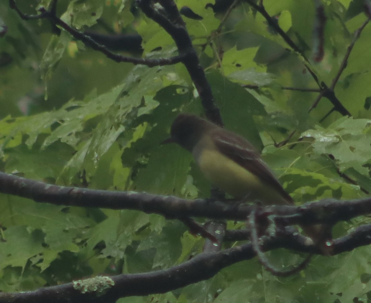 Great Crested Flycatcher - ML619125139