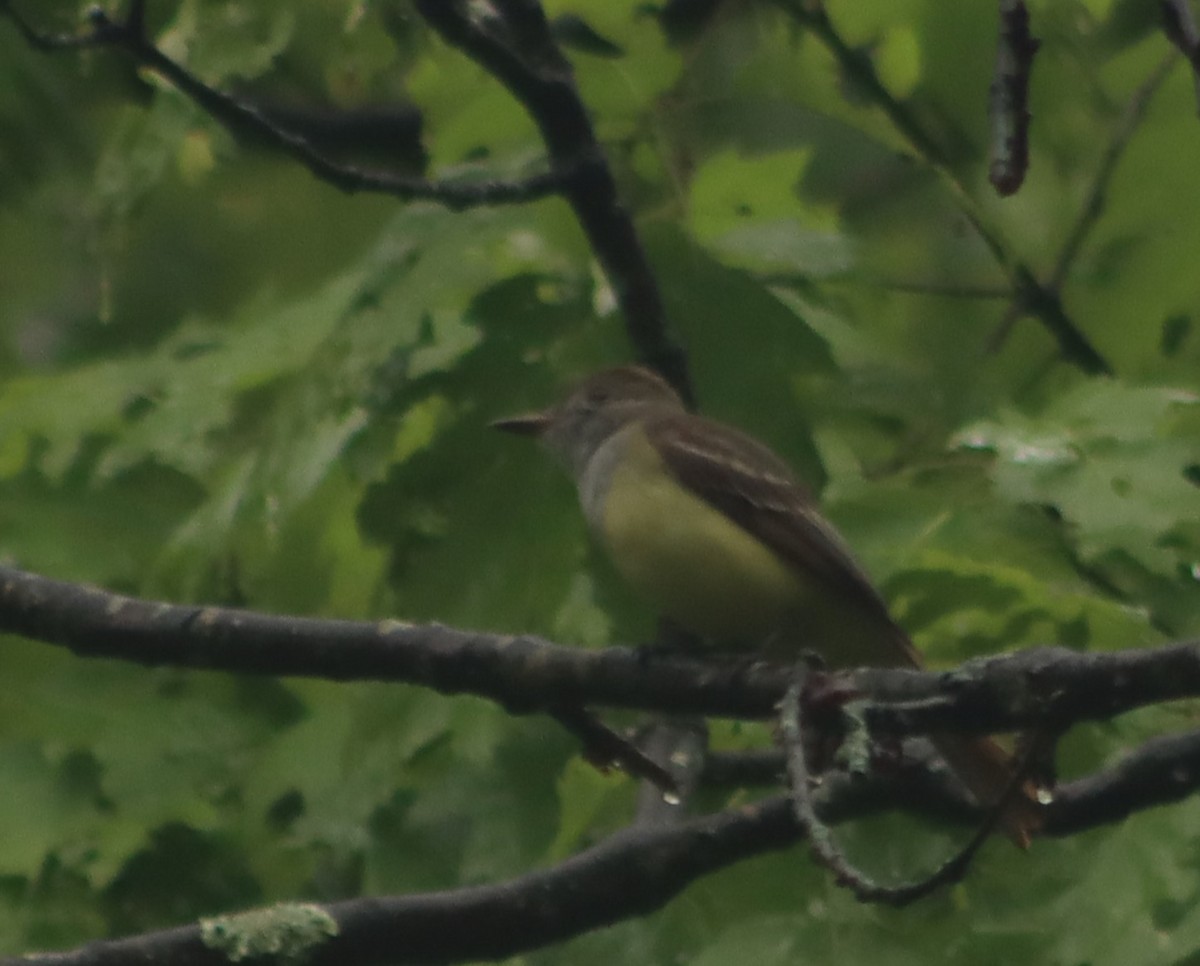 Great Crested Flycatcher - ML619125143