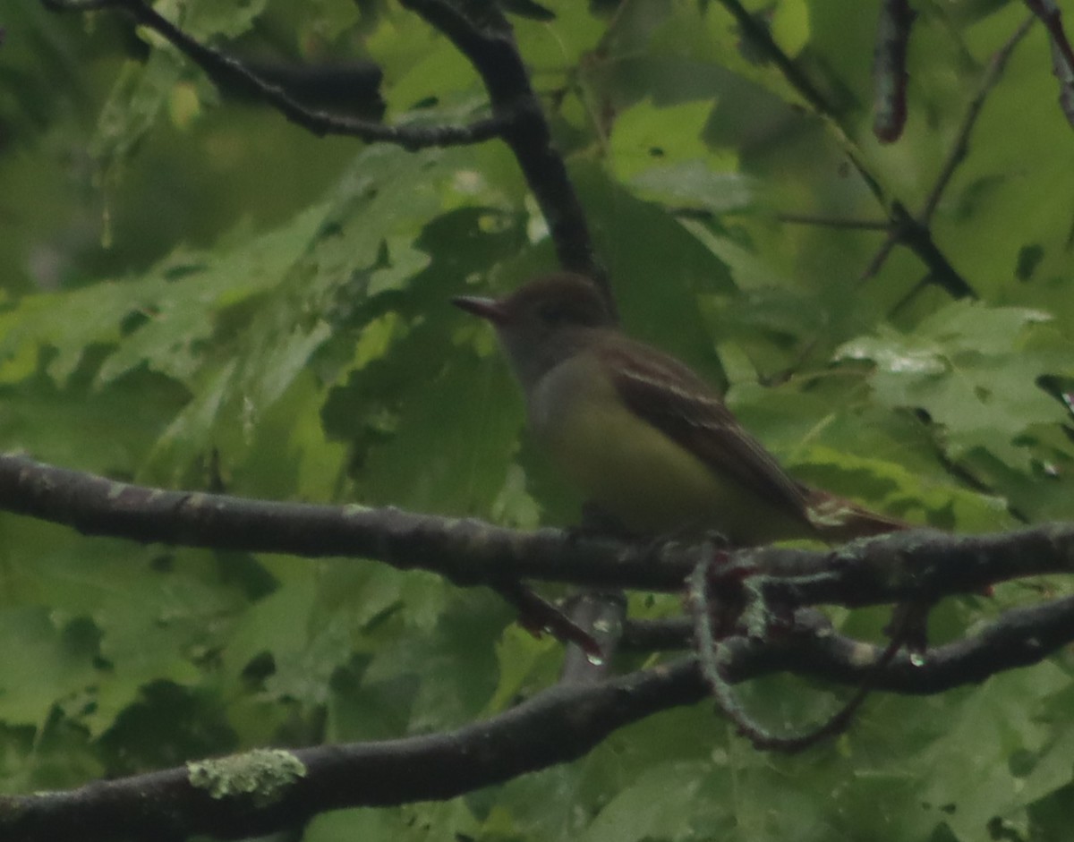 Great Crested Flycatcher - ML619125151