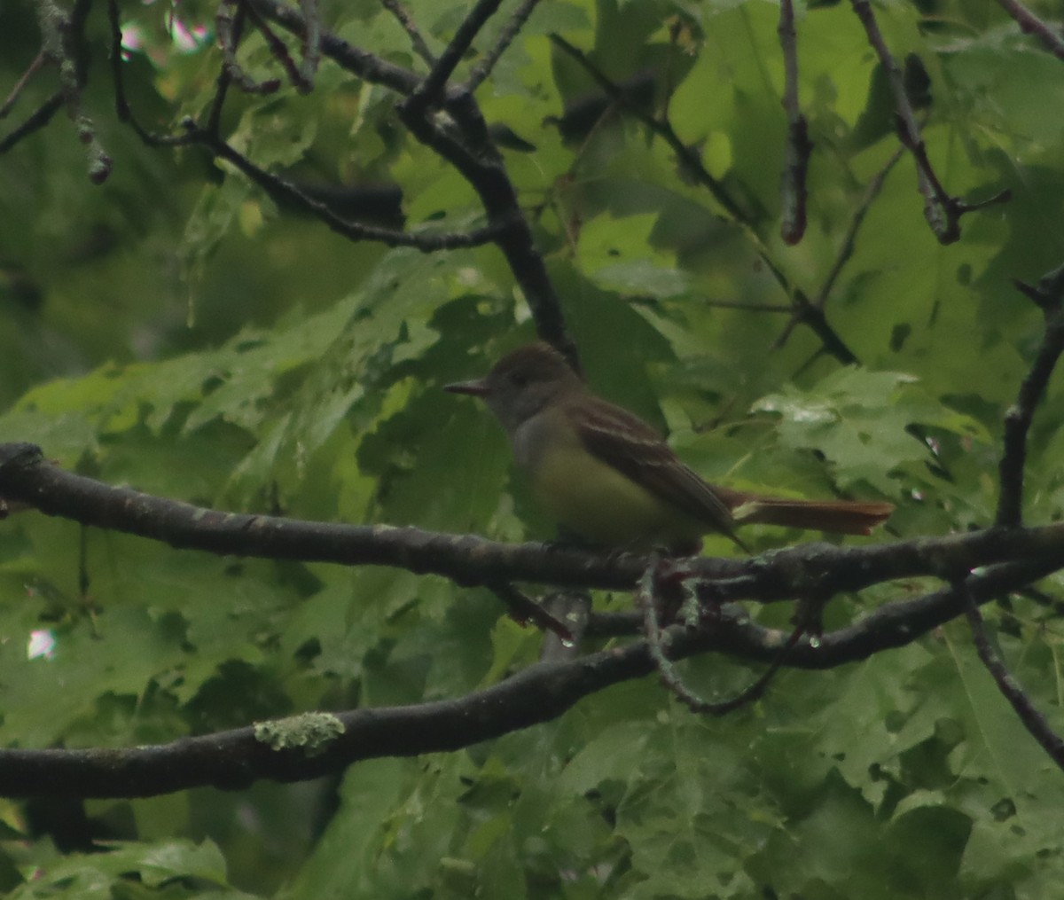 Great Crested Flycatcher - ML619125152