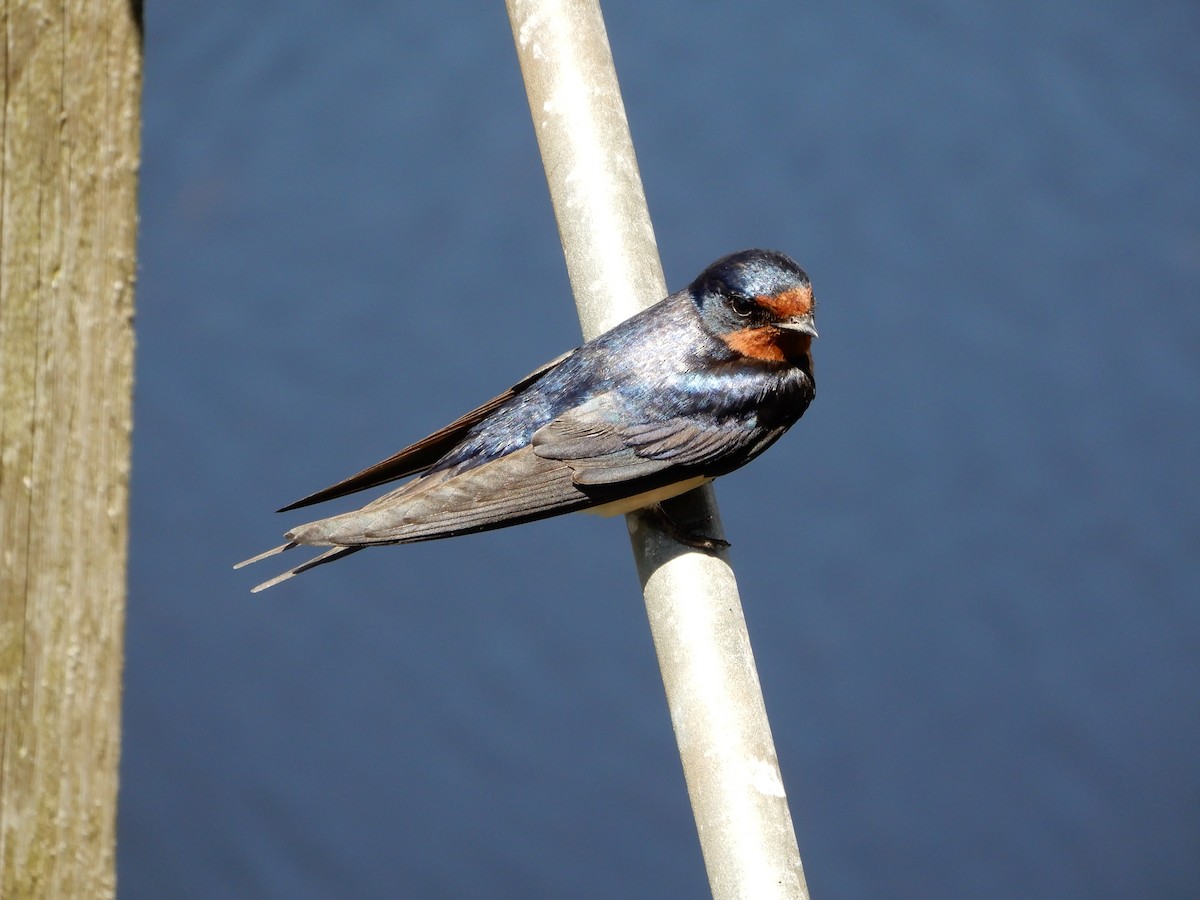 Barn Swallow (American) - ML619125157