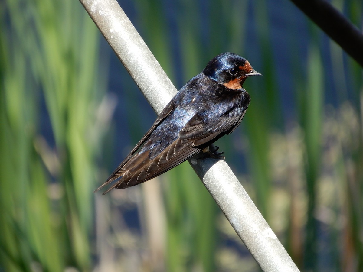 Barn Swallow (American) - ML619125158