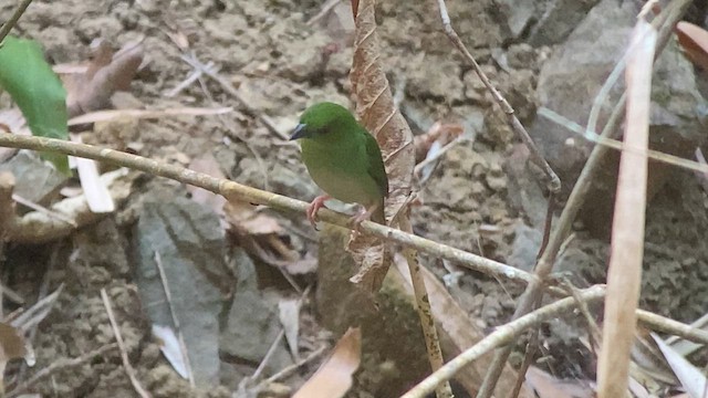 Green-faced Parrotfinch - ML619125170