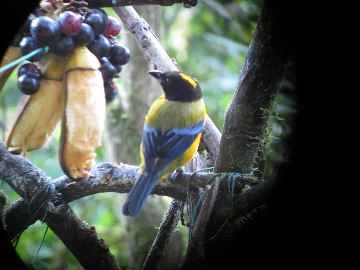 Black-chinned Mountain Tanager - ML619125265