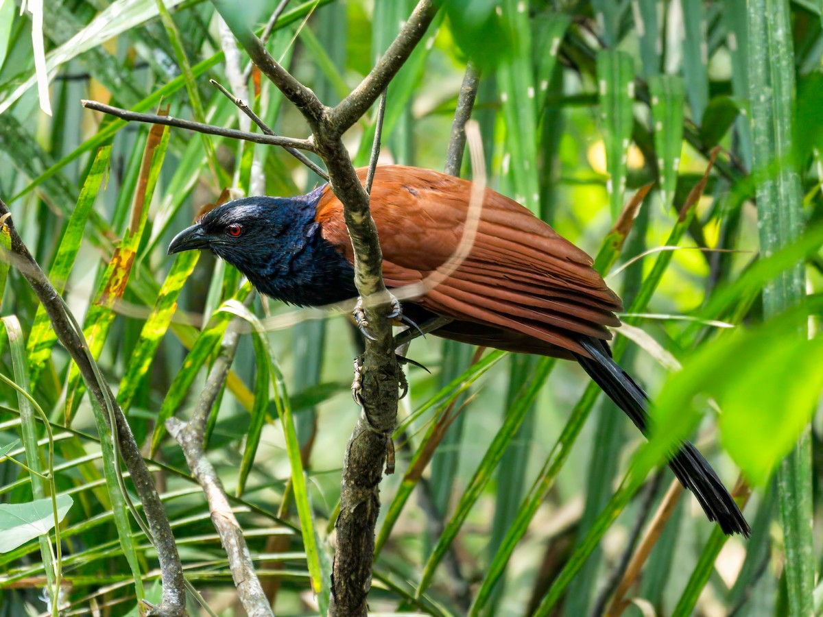 Greater Coucal - ML619125279