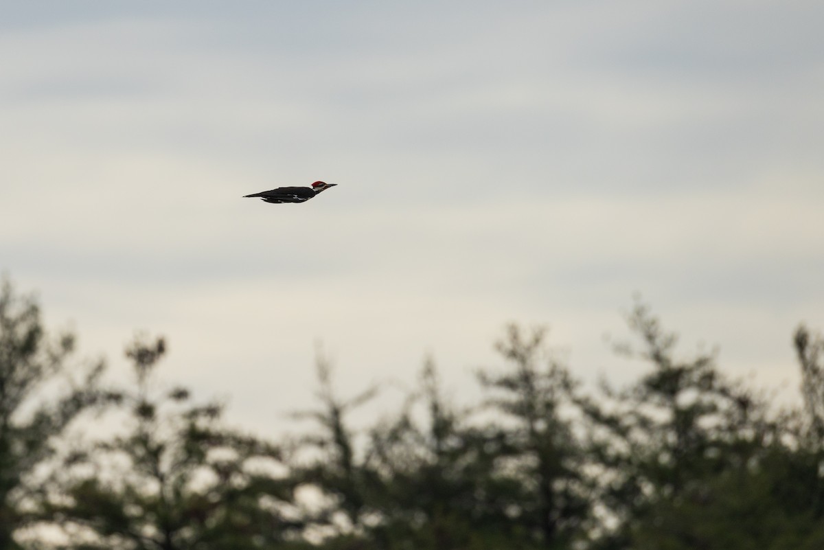 Pileated Woodpecker - ML619125310