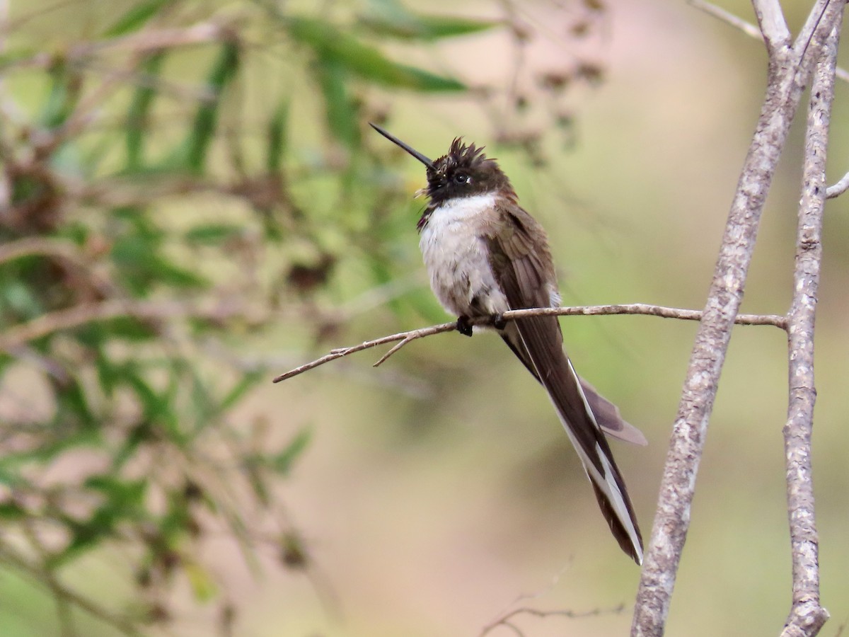 kolibřík výšinový - ML619125324