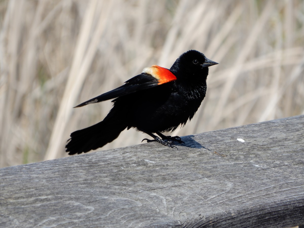 Red-winged Blackbird - ML619125339