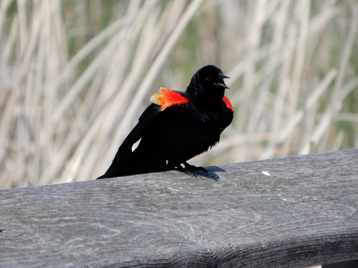 Red-winged Blackbird - ML619125340