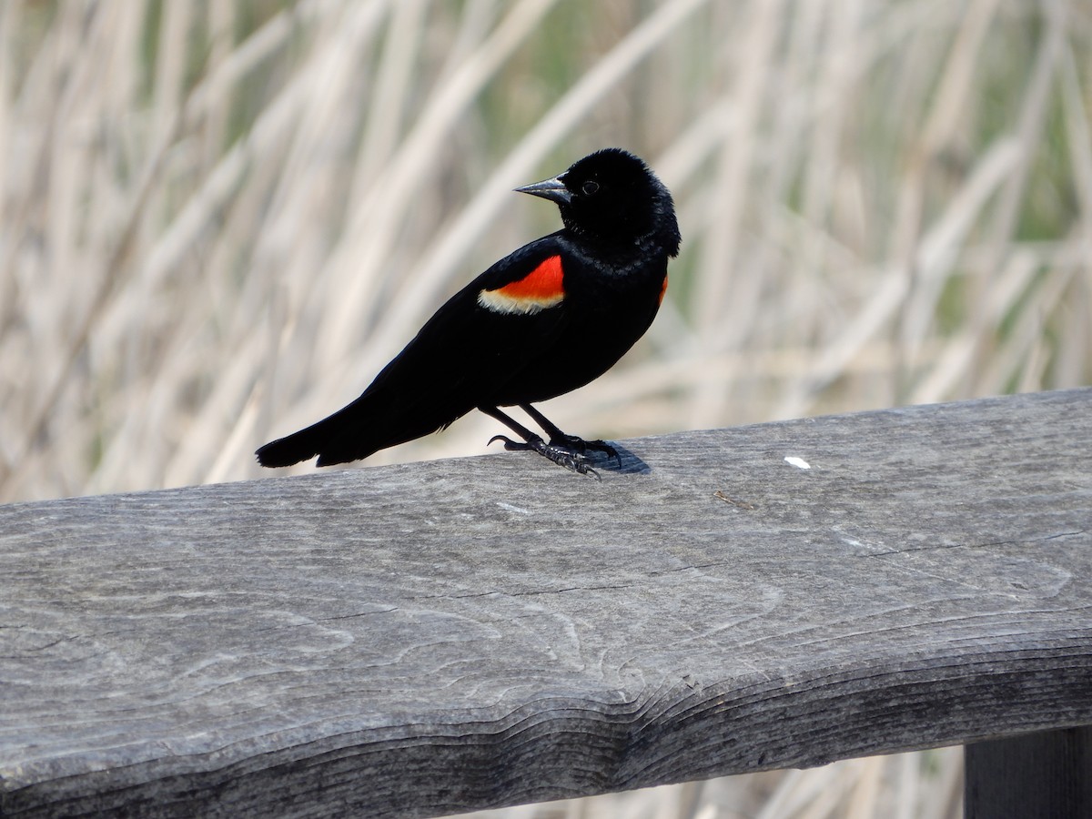 Red-winged Blackbird - ML619125342