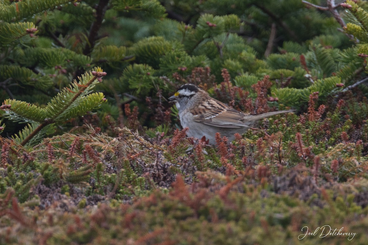 White-throated Sparrow - ML619125388
