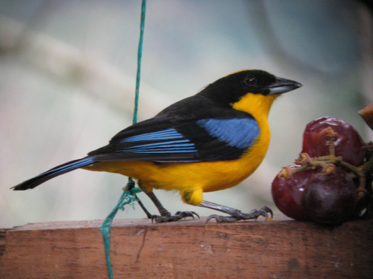 Blue-winged Mountain Tanager - ML619125394