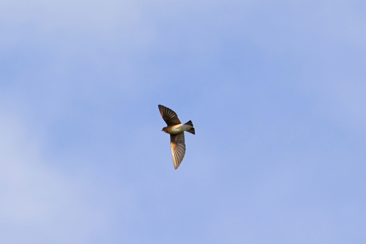 Tawny-headed Swallow - ML619125398