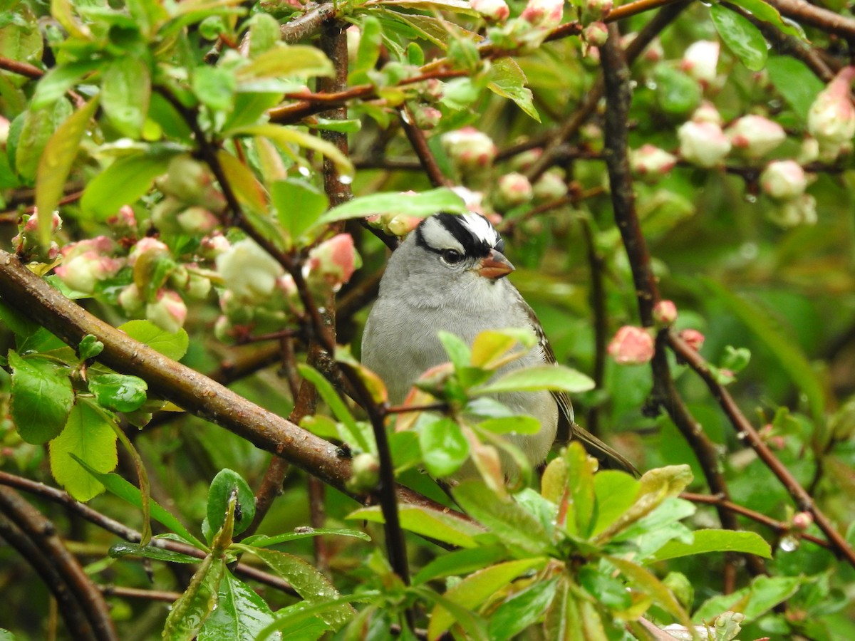 White-crowned Sparrow - ML619125413