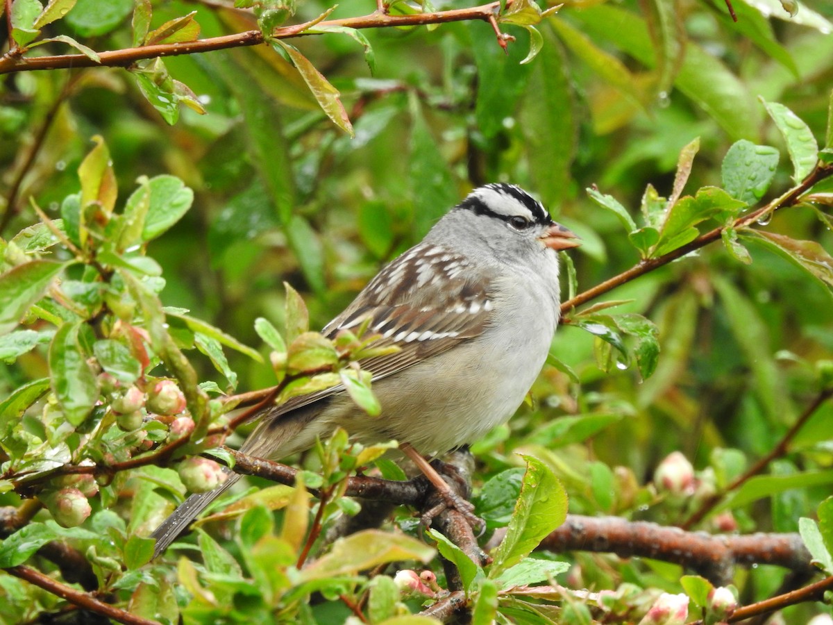 White-crowned Sparrow - ML619125415