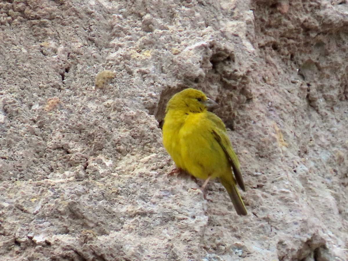 Greenish Yellow-Finch - ML619125419