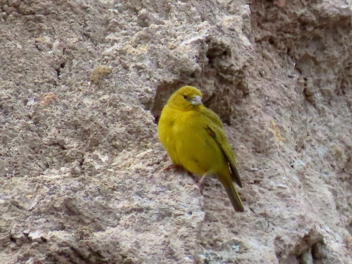 Greenish Yellow-Finch - ML619125421