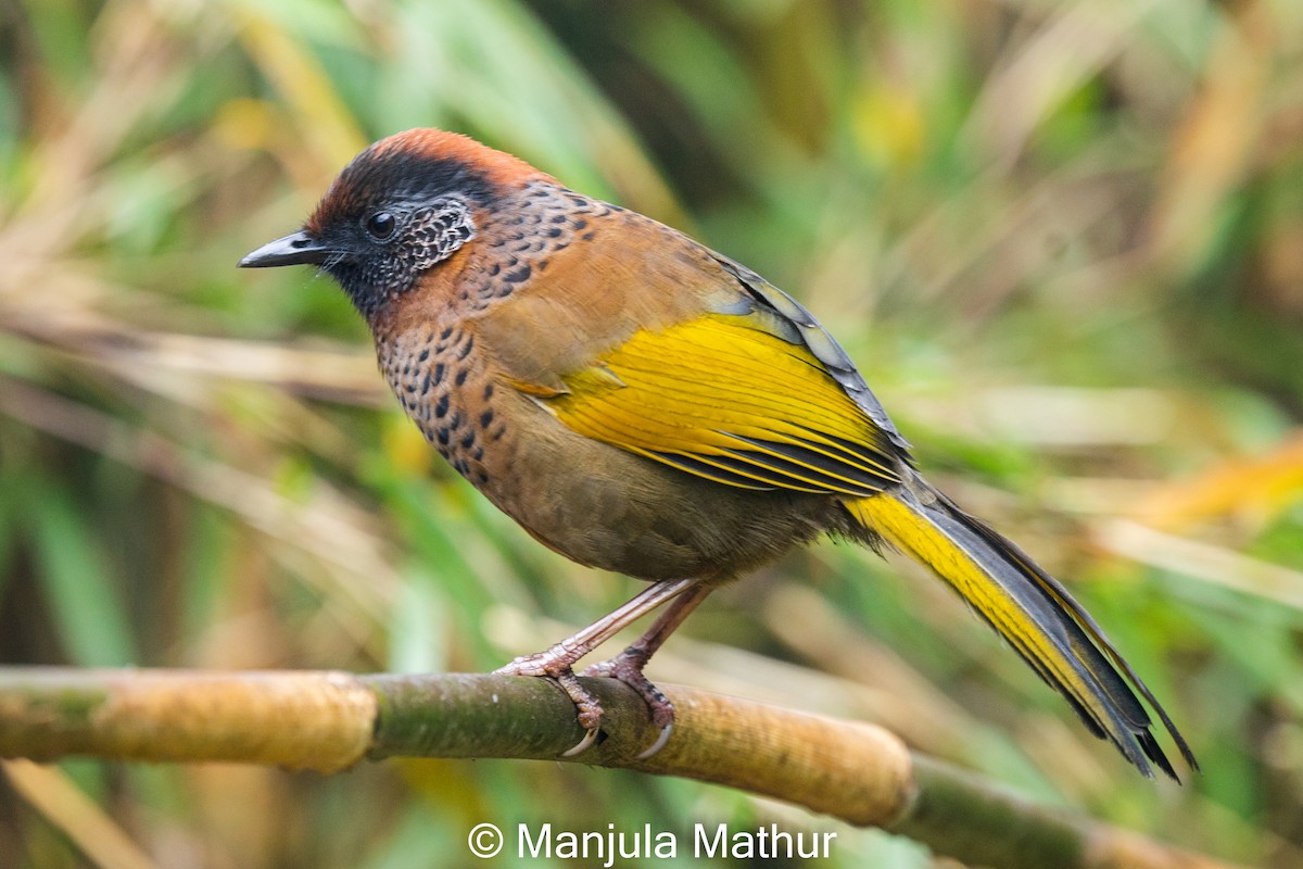 Chestnut-crowned Laughingthrush - ML619125434