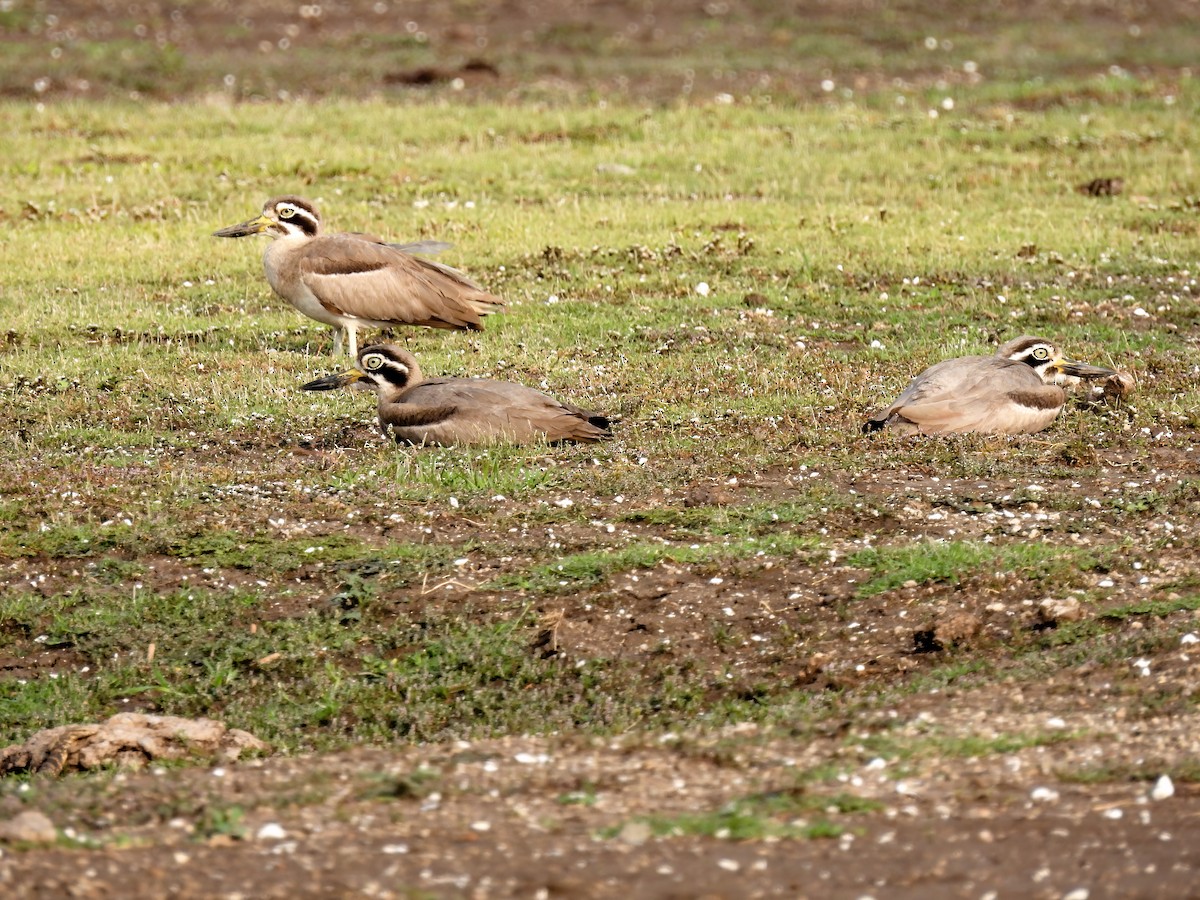 Great Thick-knee - ML619125456