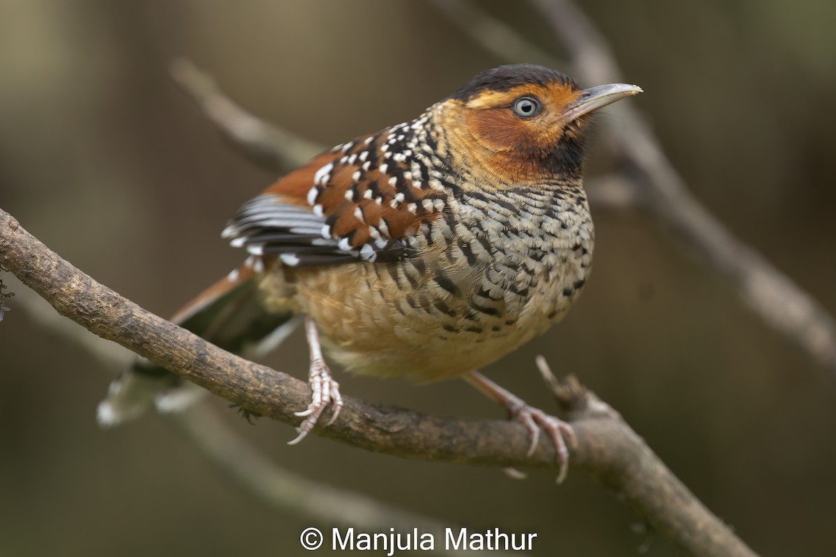 Spotted Laughingthrush - ML619125466