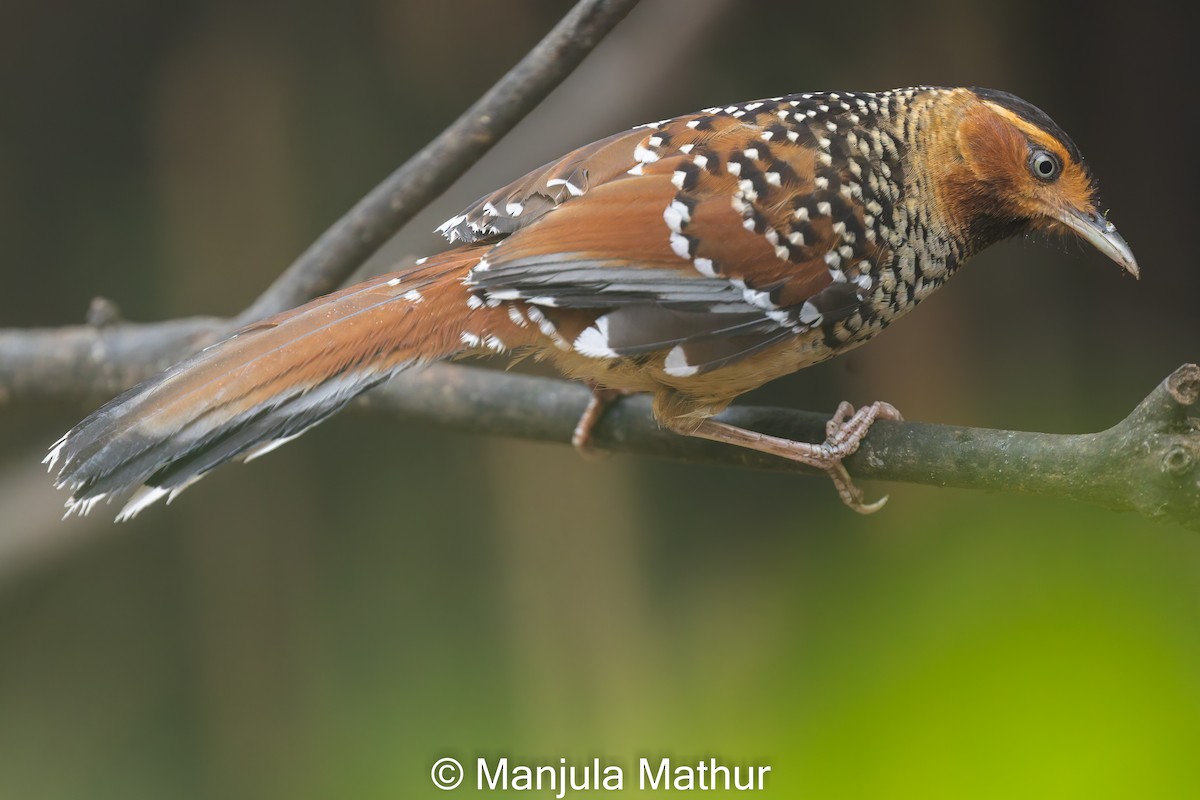 Spotted Laughingthrush - ML619125473