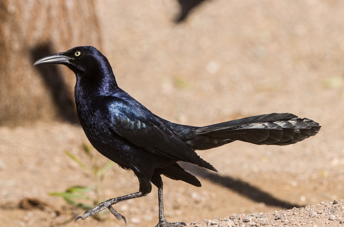 Great-tailed Grackle - ML619125601