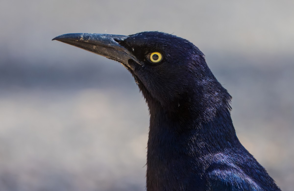 Great-tailed Grackle - ML619125602