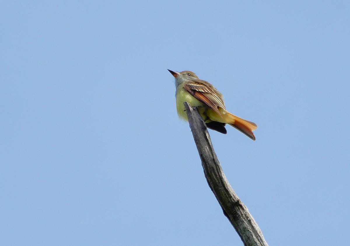 Great Crested Flycatcher - ML619125603