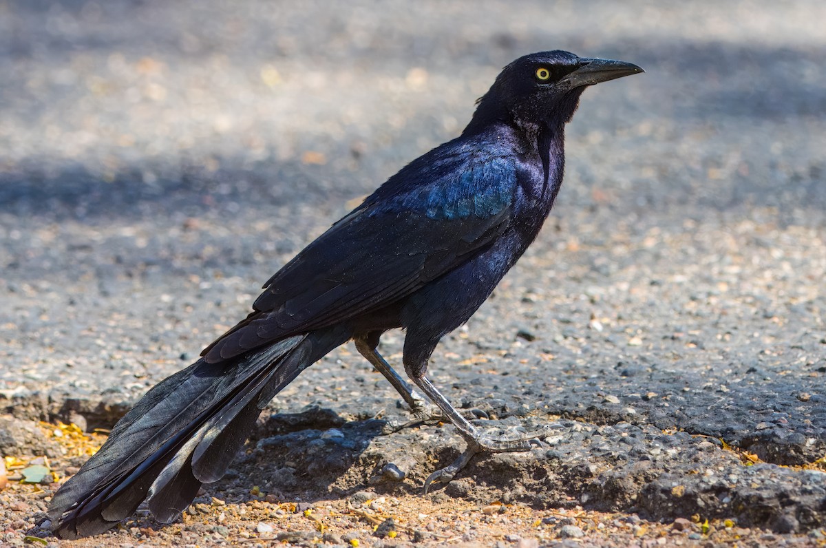 Great-tailed Grackle - ML619125604