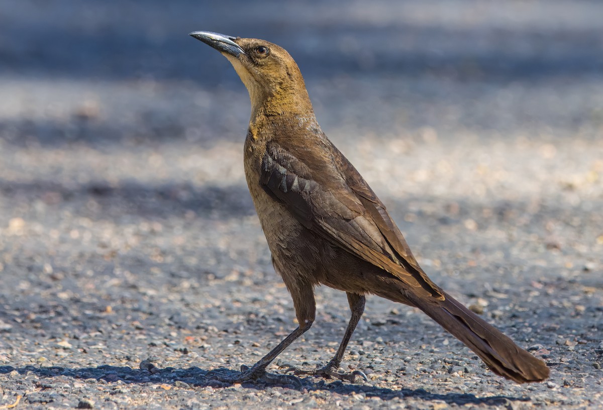 Great-tailed Grackle - ML619125607