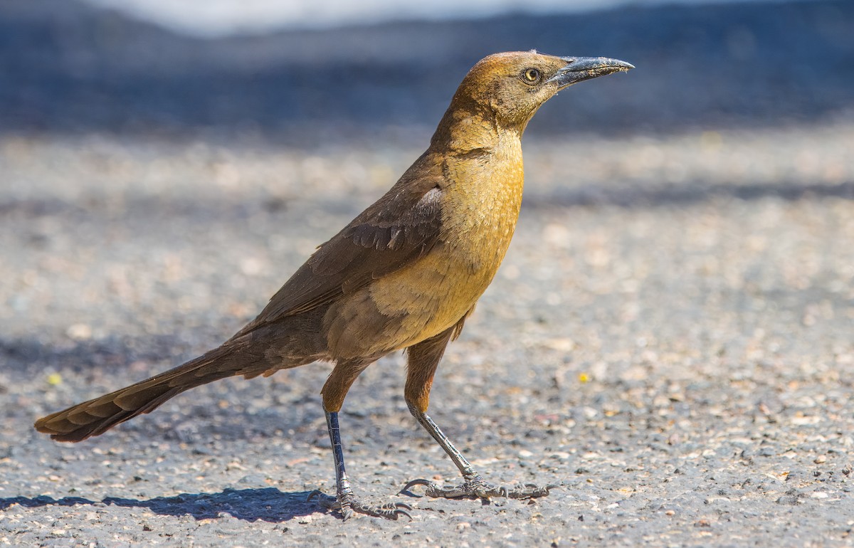 Great-tailed Grackle - ML619125610
