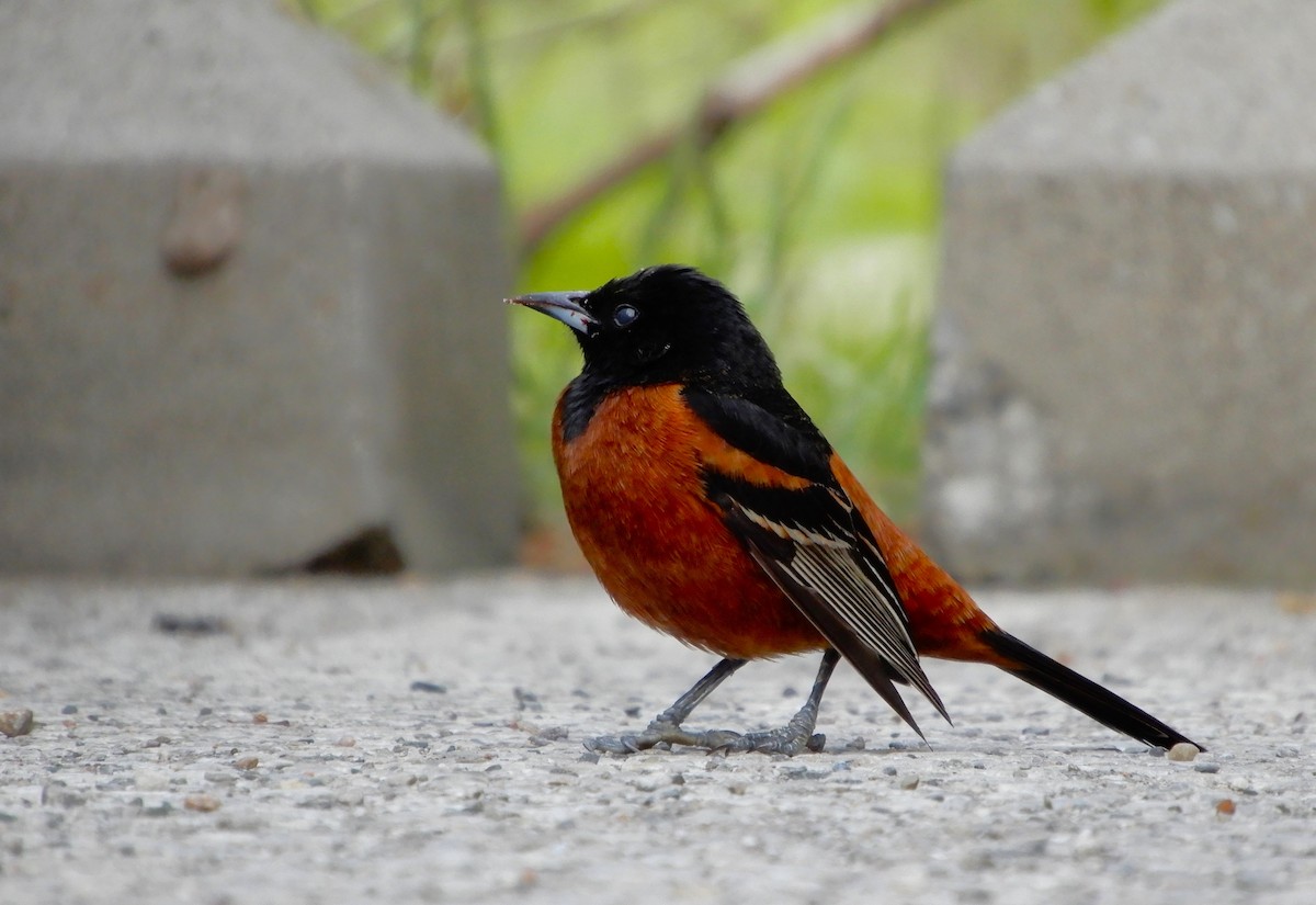 Orchard Oriole - ML619125624
