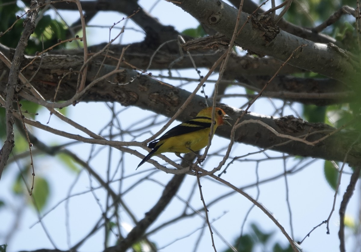 Western Tanager - ML619125656