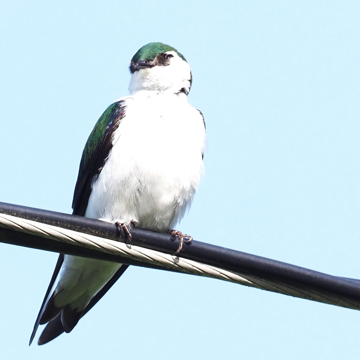 Violet-green Swallow - ML619125667