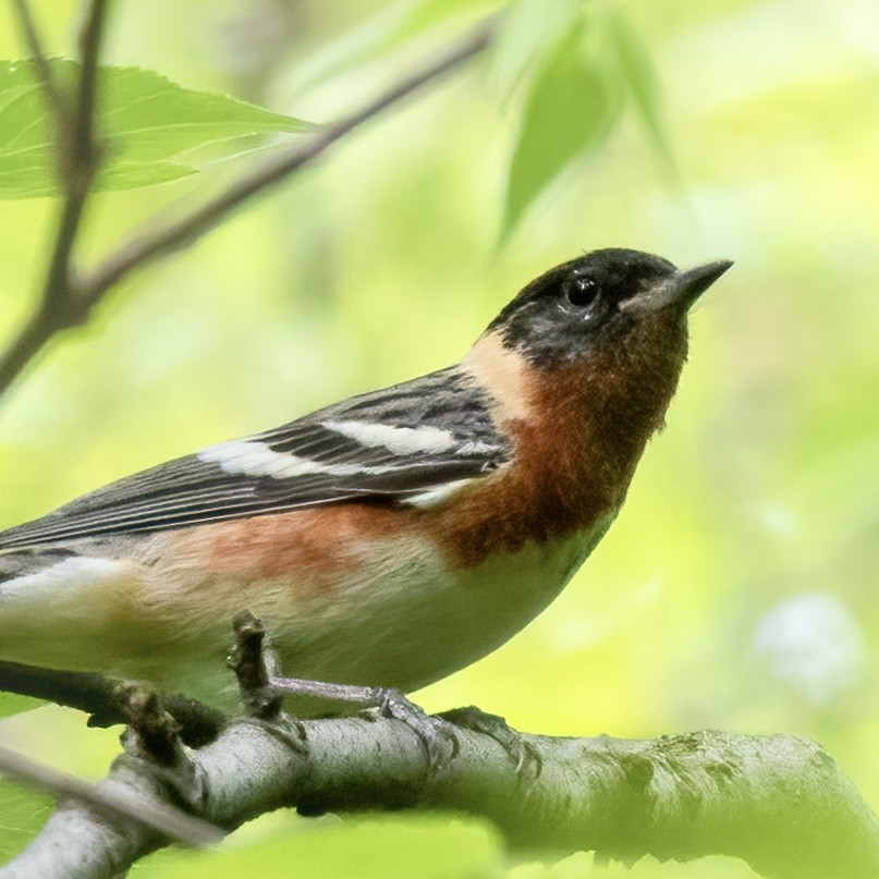 Bay-breasted Warbler - ML619125689