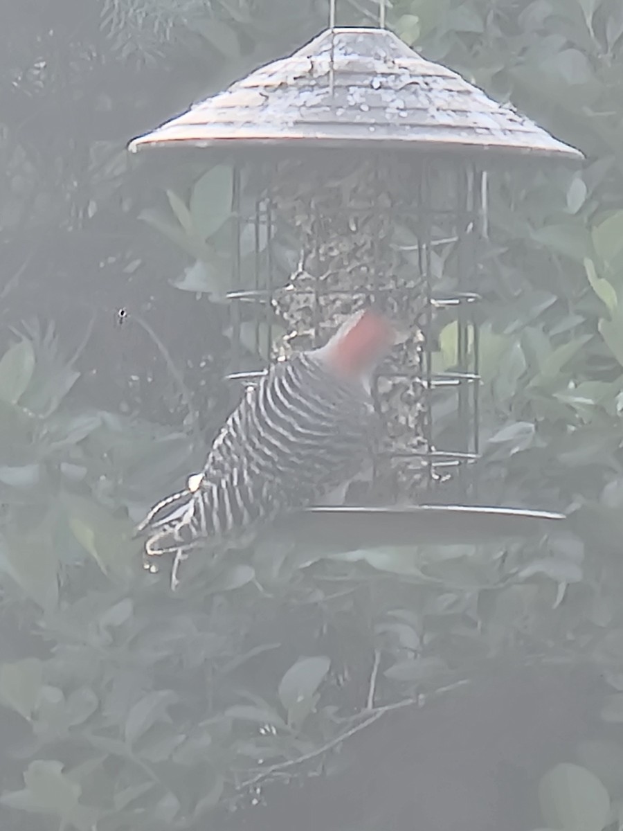 Red-bellied Woodpecker - ML619125698