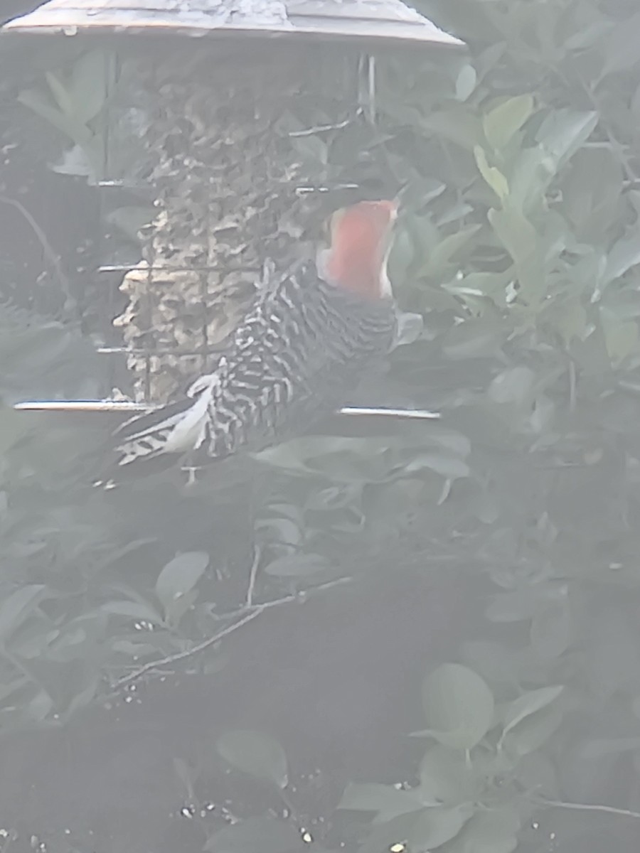 Red-bellied Woodpecker - ML619125699
