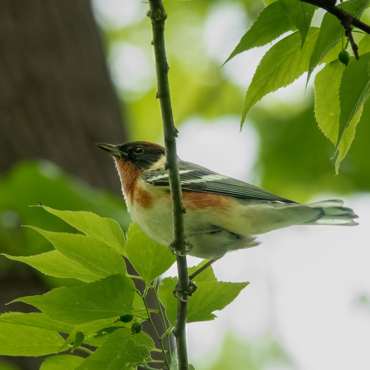 Bay-breasted Warbler - ML619125707