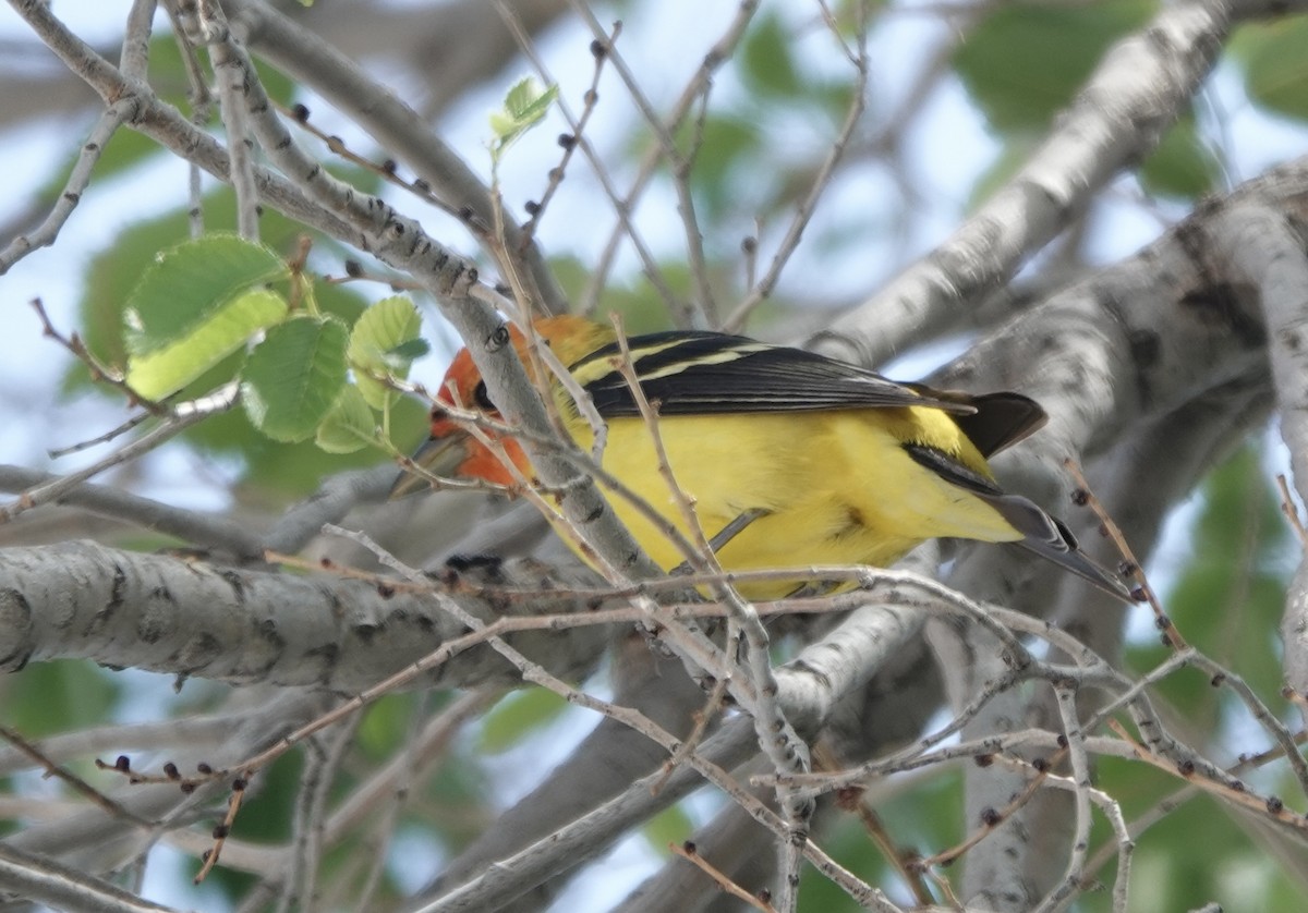 Western Tanager - ML619125716