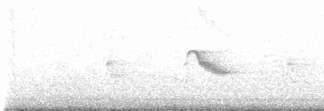Дрізд-короткодзьоб малий/канадський - ML619125731