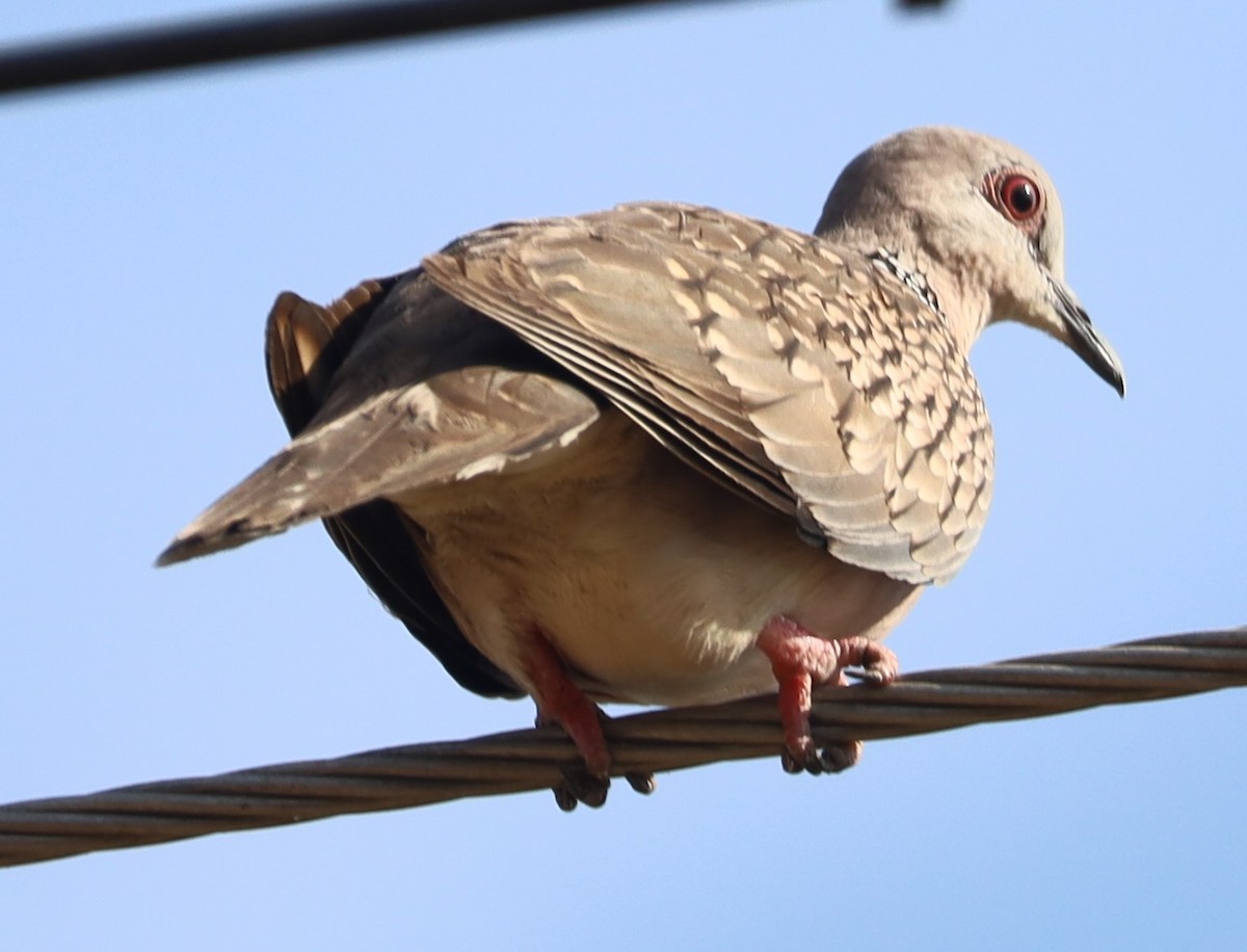 Spotted Dove - ML619125825