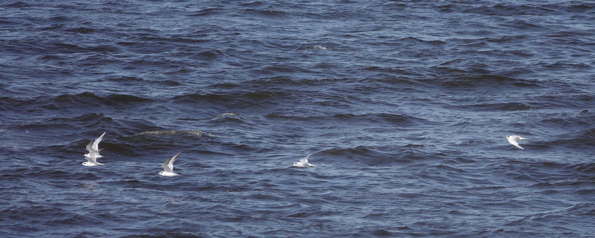 rybák severoamerický - ML619125874