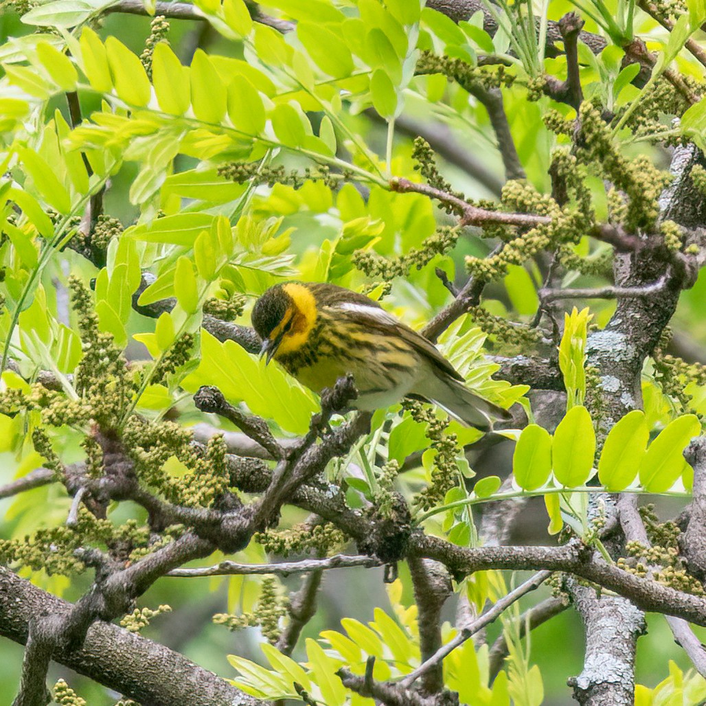 Cape May Warbler - ML619125946