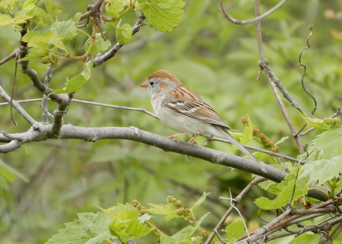 Field Sparrow - ML619125954