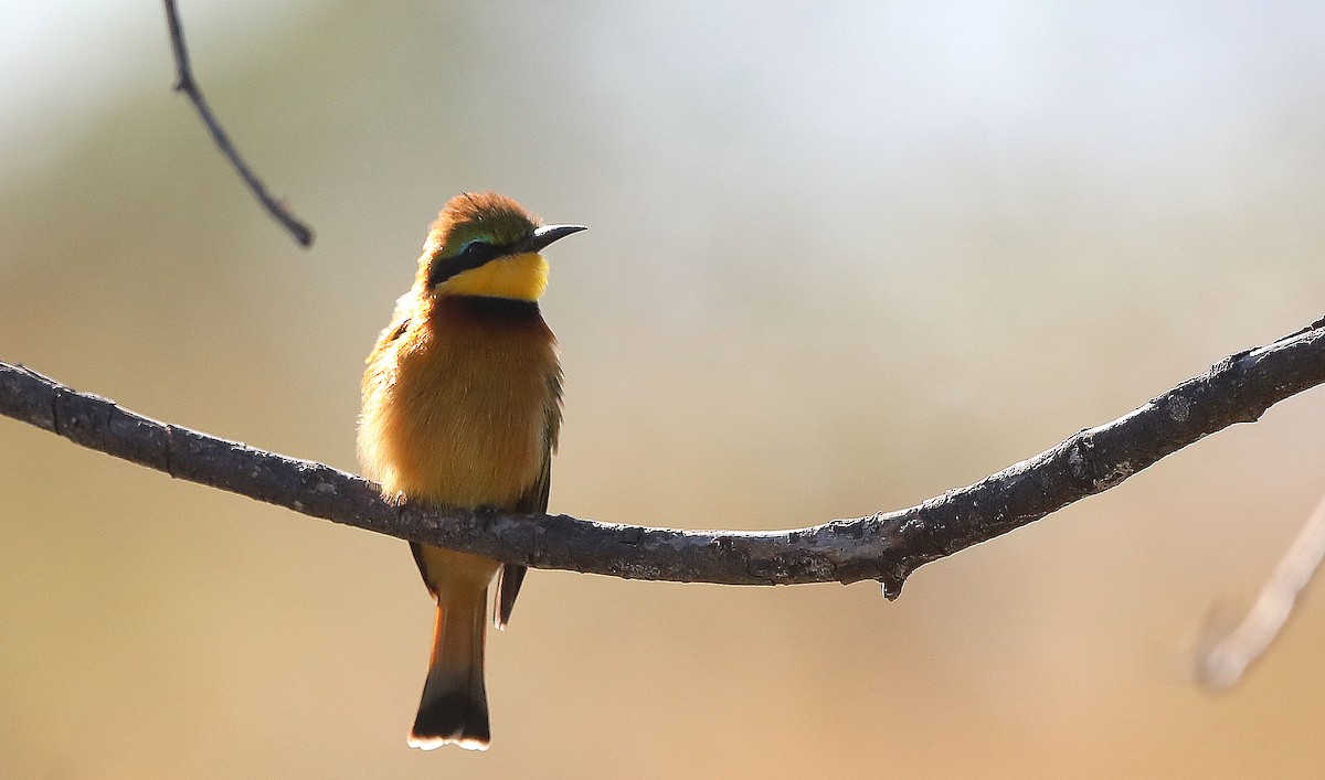 Little Bee-eater - ML619125975