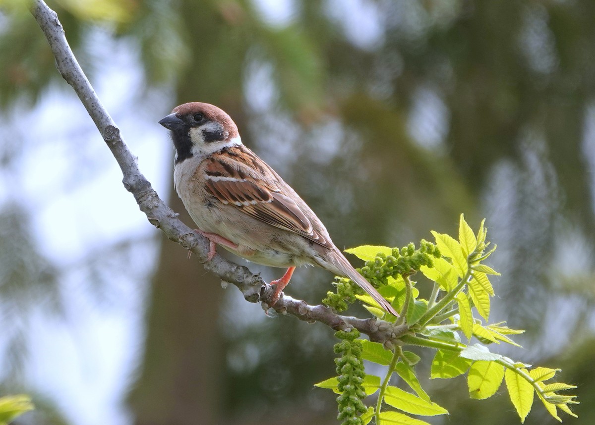 Eurasian Tree Sparrow - ML619125980