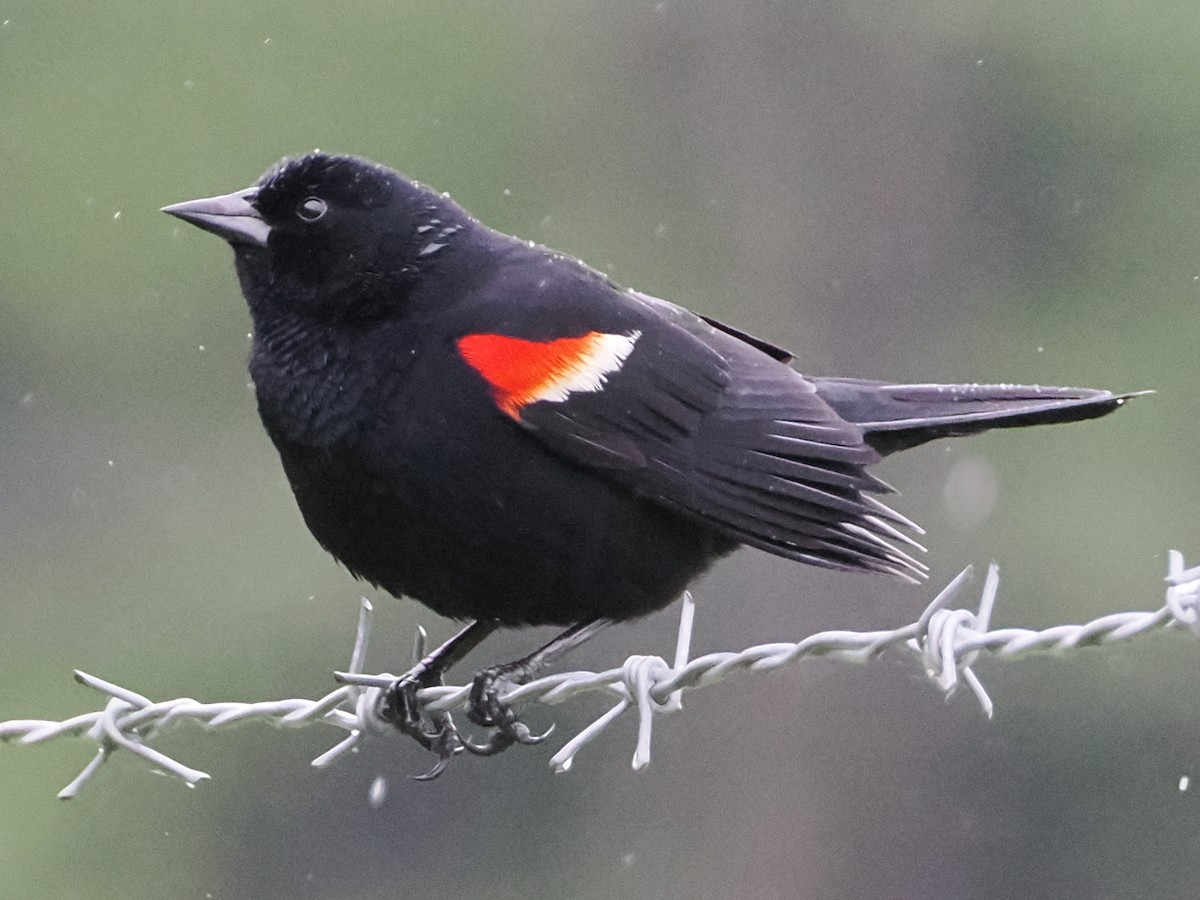 Red-winged Blackbird (Red-winged) - ML619125986