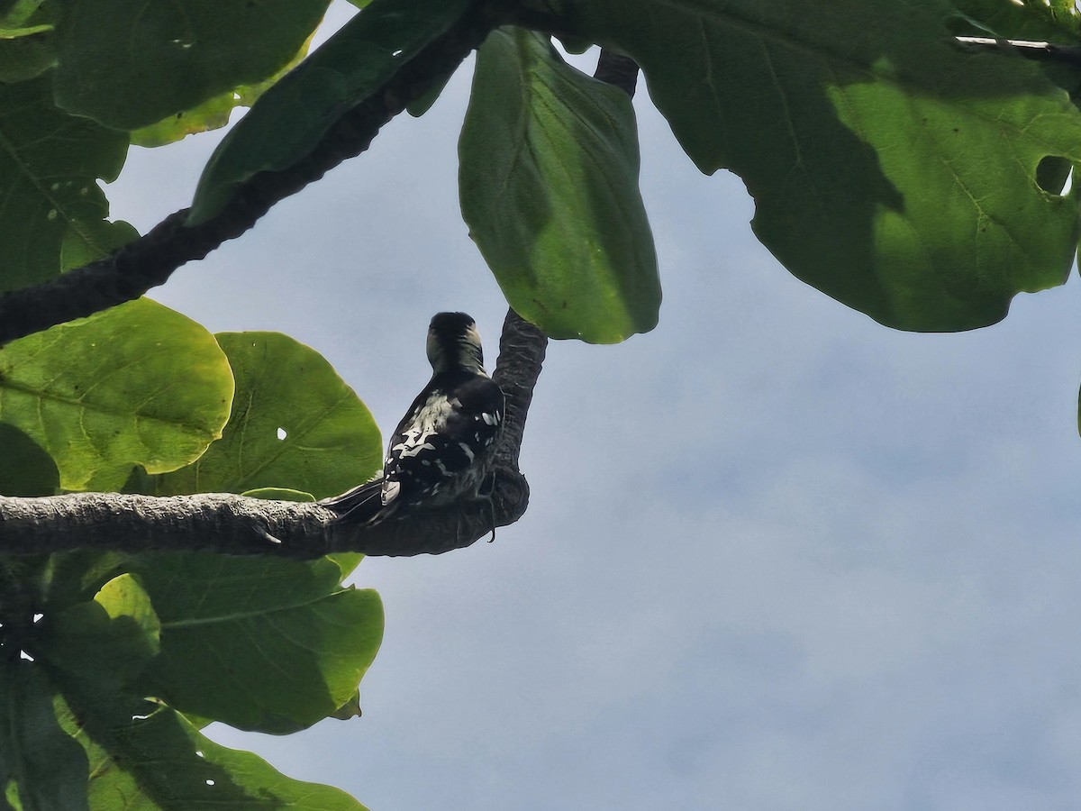 Gray-capped Pygmy Woodpecker - ML619126056