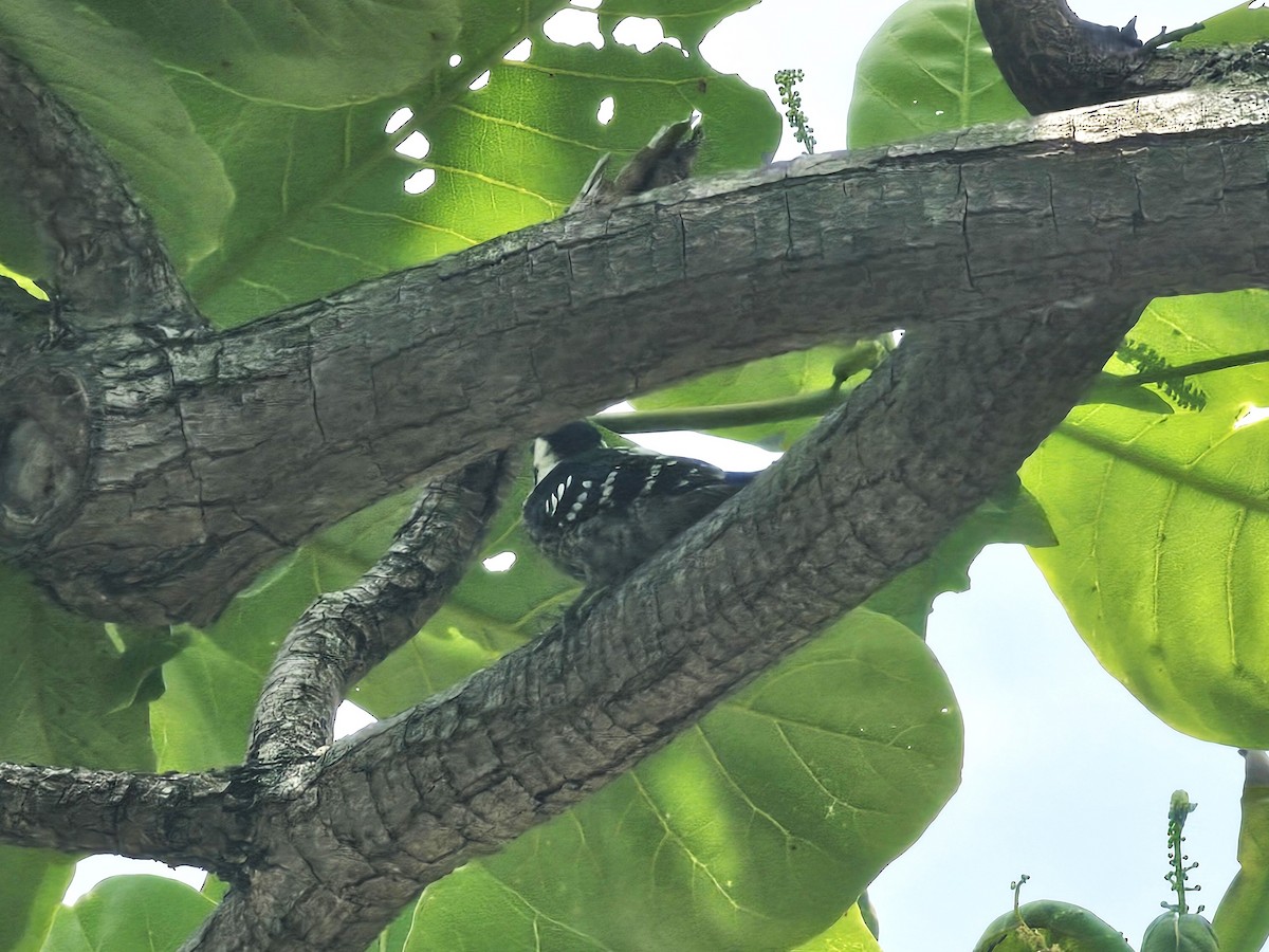 Gray-capped Pygmy Woodpecker - ML619126057